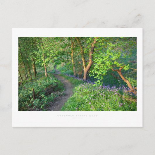 Cotswold Spring Wood Postkarte (Vorderseite)