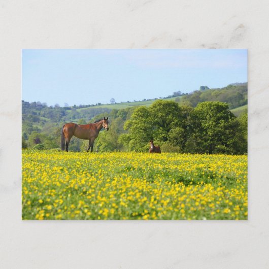 Cotswolds, UK Postkarte (Vorderseite)