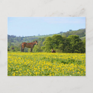 Cotswolds, UK Postkarte