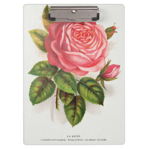 Cottagecore Antike Pink-Rosen-Blumenillustration Klemmbrett