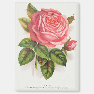 Cottagecore Antike Pink-Rosen-Blumenillustration Magnet
