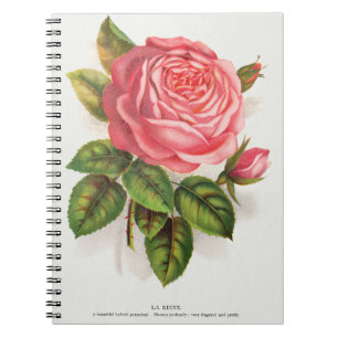 Cottagecore Antike Pink-Rosen-Blumenillustration Notizblock