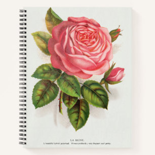 Cottagecore Antike Pink-Rosen-Blumenillustration Notizblock
