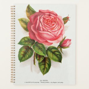Cottagecore Antike Pink-Rosen-Blumenillustration Planer