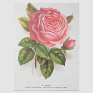 Cottagecore Antike Pink-Rosen-Blumenillustration Seidenpapier