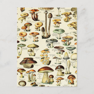 Cottagecore Pilze Vintage Naturforscher Postkarte