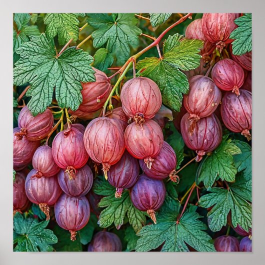 Cottagecore Stachelbeere Botanische Früchte-Wandku Poster (Vorne)