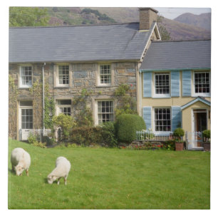 Cottages, Beddgelert, Gwynedd, Wales Fliese
