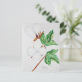 Cotton Boll Botanische Postkarte Weiß (Stehend Vorderseite)