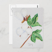 Cotton Boll Botanische Postkarte Weiß (Vorne/Hinten)