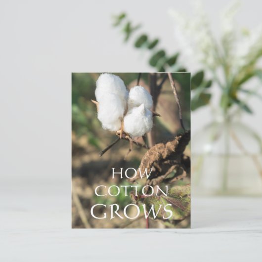 Cotton Bud Postkarte (Stehend Vorderseite)