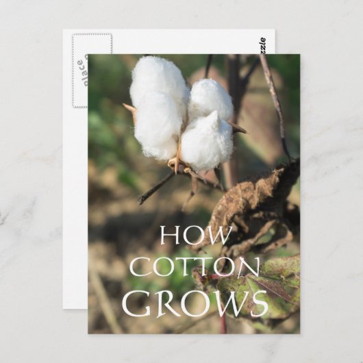 Cotton Bud Postkarte (Vorne/Hinten)