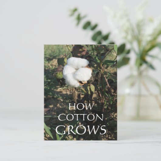 Cotton Bud Postkarte (Stehend Vorderseite)