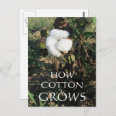 Cotton Bud Postkarte (Vorne/Hinten)