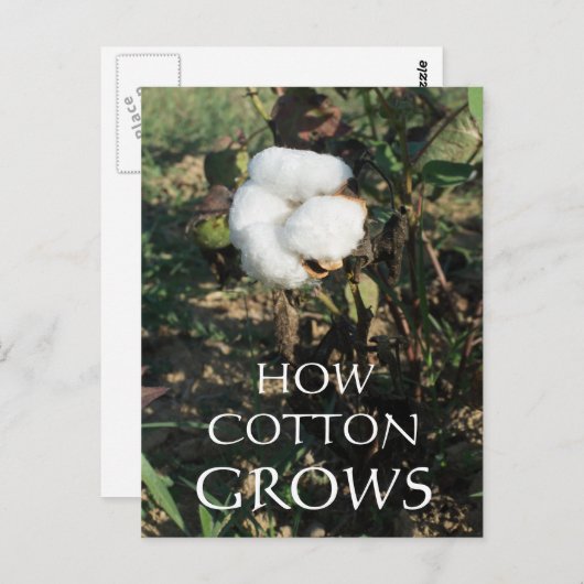 Cotton Bud Postkarte (Vorne/Hinten)