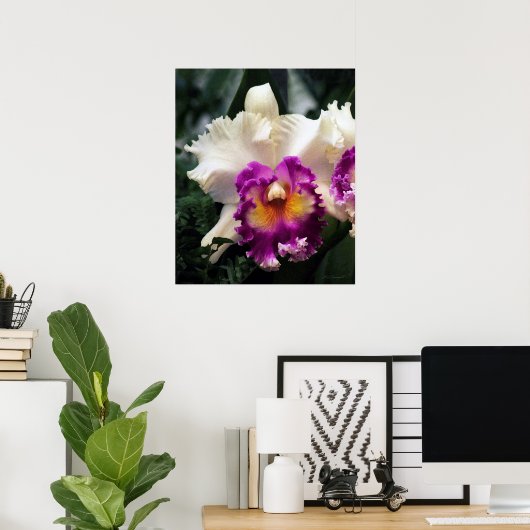 Cotton Candy Orchid V Print -20x24 - oder kleiner Poster (Heimbüro)