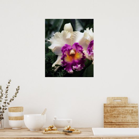Cotton Candy Orchid V Print -20x24 - oder kleiner Poster (Küche)