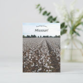 Cotton Field Harvest Missouri Postkarte (Stehend Vorderseite)