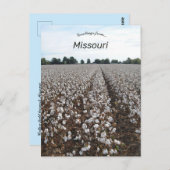 Cotton Field Harvest Missouri Postkarte (Vorne/Hinten)