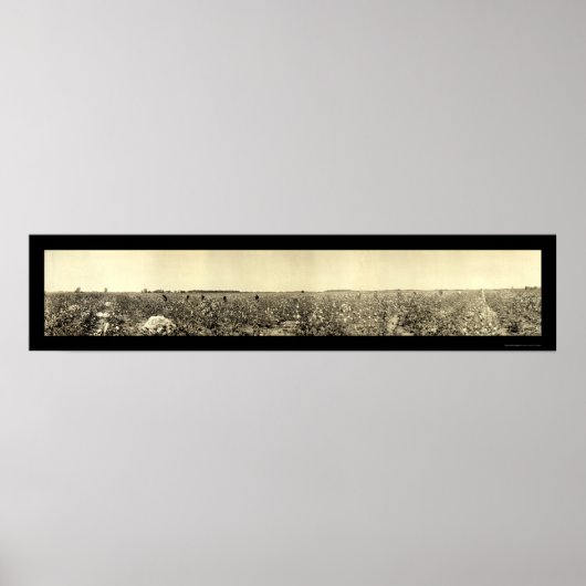 Cotton-Foto 1917 Poster (Vorne)