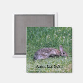 Cotton-Schwanz-Rabbit-Magnet Magnet (Vorderseite/Rückseite)