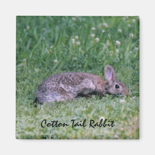Cotton-Schwanz-Rabbit-Magnet Magnet (Vorne)