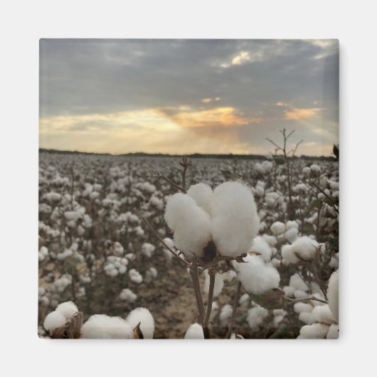 Cotton Sunset Magnet (Vorne)