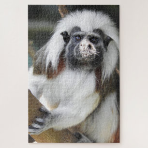 Cotton Top Tamarin Puzzle