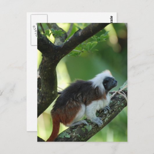 Cotton Topped Tamarin Postkarte (Vorne/Hinten)