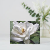 Cotton White Petalscape Postkarte (Stehend Vorderseite)