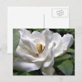 Cotton White Petalscape Postkarte (Vorne/Hinten)
