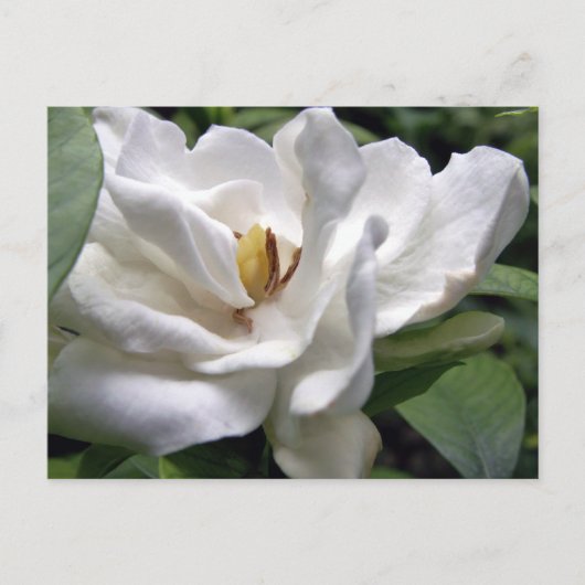 Cotton White Petalscape Postkarte (Vorderseite)