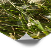 Cotton Willow Fluff Poster (Ecke)