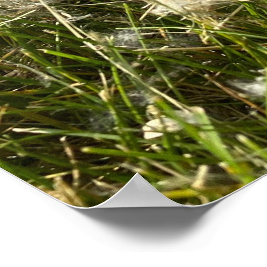 Cotton Willow Fluff Poster (Ecke)