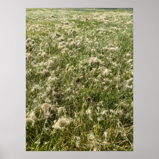 Cotton Willow Fluff Poster (Vorne)