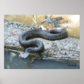 Cottonmouth in Creek Poster (Vorne)