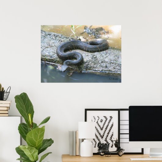 Cottonmouth in Creek Poster (Heimbüro)