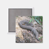 Cottonmouth Snake Basking Magnet (Vorderseite/Rückseite)