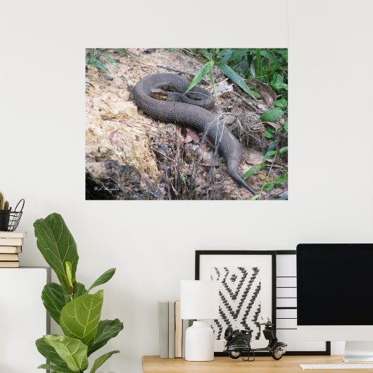 Cottonmouth Snake Basking Poster (Heimbüro)