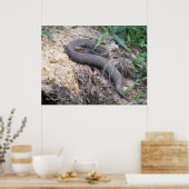 Cottonmouth Snake Basking Poster (Küche)