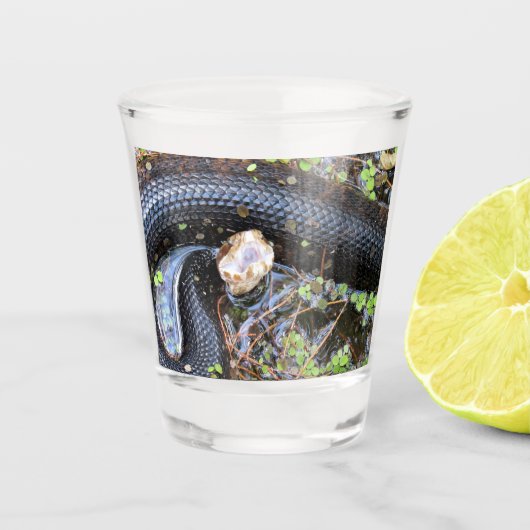 Cottonmouth Snake Showglas Schnapsglas (Vorderseite)