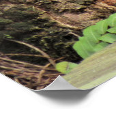 Cottonmouth (Water Moccasin) Schlange am Boardwalk Poster (Ecke)