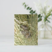 Cottontail Bunnies Postkarte (Stehend Vorderseite)