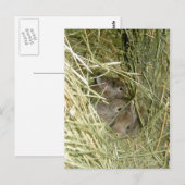 Cottontail Bunnies Postkarte (Vorne/Hinten)