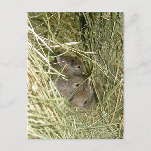 Cottontail Bunnies Postkarte (Vorderseite)