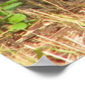 Cottontail Freeze Poster (Ecke)