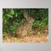 Cottontail Freeze Poster (Vorne)