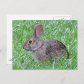Cottontail im Gras Postkarte (Vorne/Hinten)