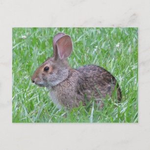 Cottontail im Gras Postkarte