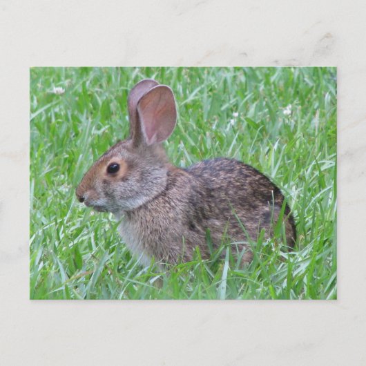 Cottontail im Gras Postkarte (Vorderseite)